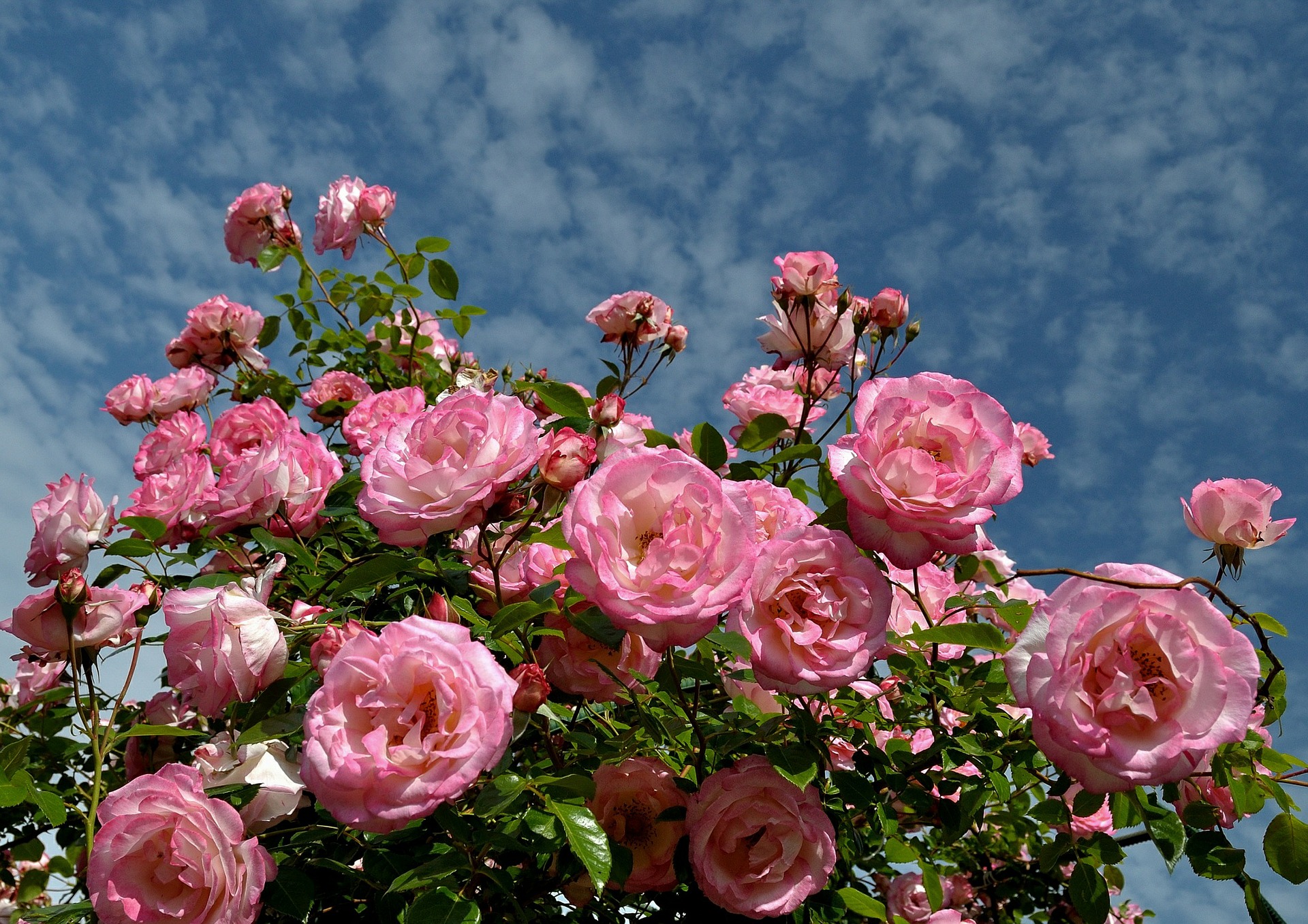 roses-g7be5b81a8_1920
